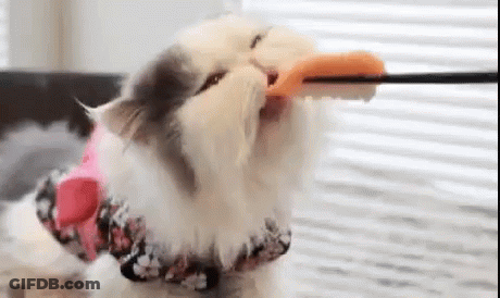 A Cat Is Playing With A Toy Duck On A String . GIF
