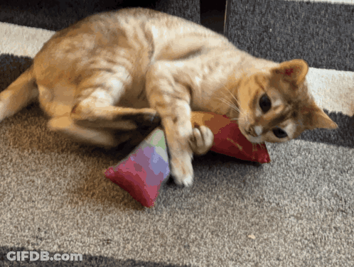 A Cat Is Playing With A Toy On A Rug GIF