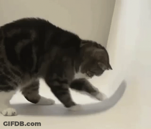 A Cat Is Playing With A Toy On A Table . GIF