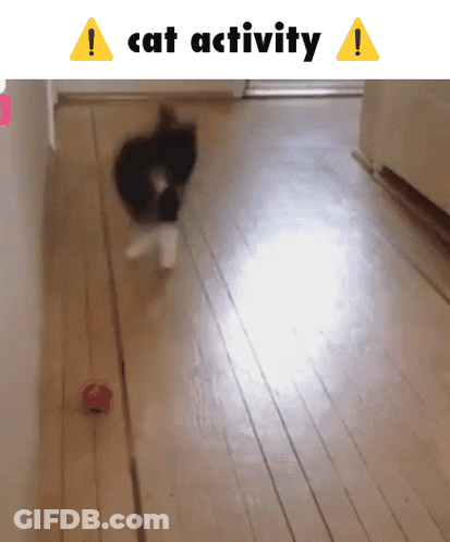 A Cat Is Playing With A Toy On A Wooden Floor GIF