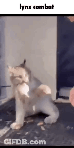 A Cat Is Playing With A Toy On The Floor And A Person Is Holding It . GIF