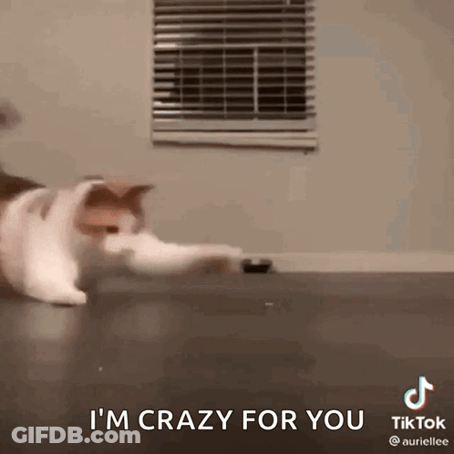 A Cat Is Playing With A Toy On The Floor And The Caption Says `` I 'M Crazy For You '' . GIF