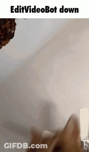 A Cat Is Playing With A Toy While A Video Bot Is Being Edited Down . GIF