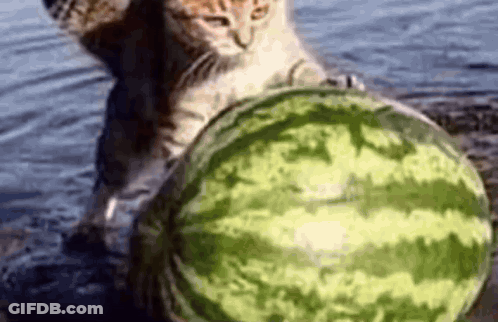 A Cat Is Playing With A Watermelon In The Water While Another Cat Looks On . GIF