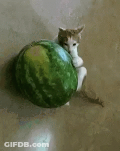 A Cat Is Playing With A Watermelon On The Floor GIF