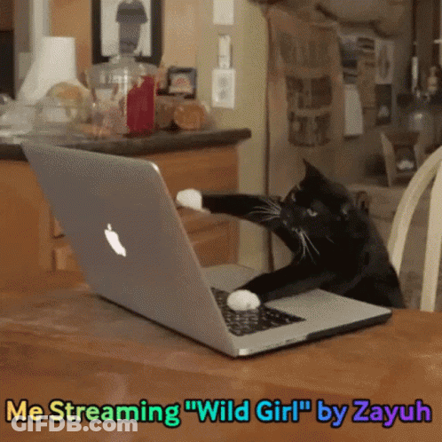 A Cat Is Playing With An Apple Laptop And The Caption Says Me Streaming " Wild Girl " By Zayuh GIF