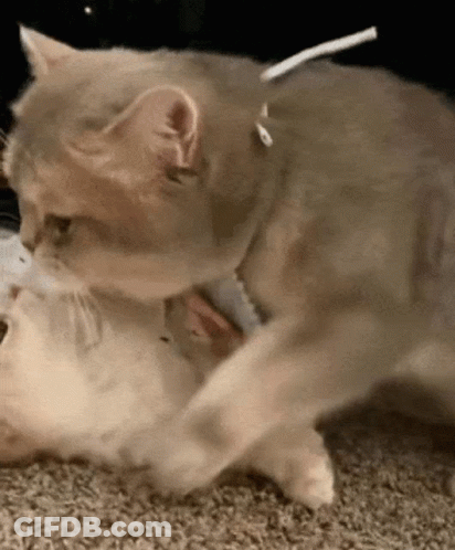 A Cat Is Playing With Another Cat On The Floor GIF