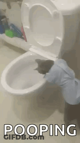 A Cat Is Pooping On A Toilet In A Bathroom GIF