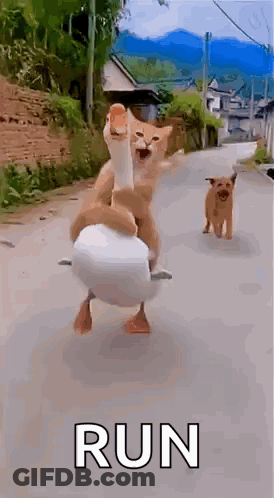 A Cat Is Riding On The Back Of A Duck On A Street . GIF