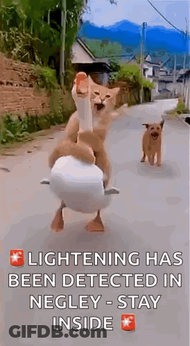 A Cat Is Riding On The Back Of A Goose While A Dog Looks On . GIF