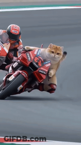 A Cat Is Riding On The Back Of A Red Motorcycle That Says Ducati On It GIF