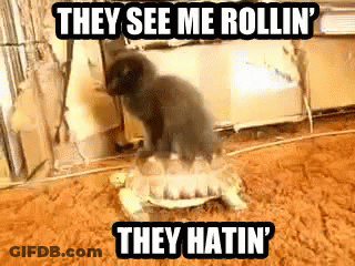 A Cat Is Riding On The Back Of A Turtle With The Caption They See Me Rollin ' They Hatin ' . GIF
