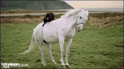 A Cat Is Riding On The Back Of A White Horse In A Grassy Field . GIF