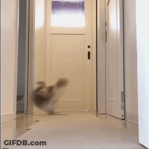 A Cat Is Running Down A Hallway In Front Of A White Door . GIF