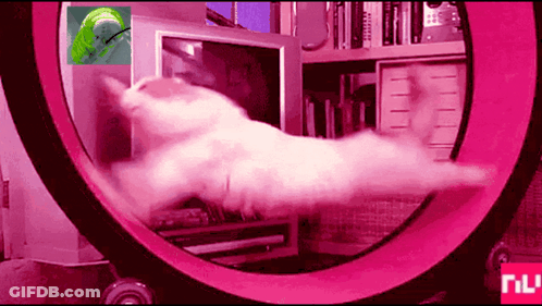 A Cat Is Running On A Pink Hamster Wheel With The Word Nu In The Corner GIF