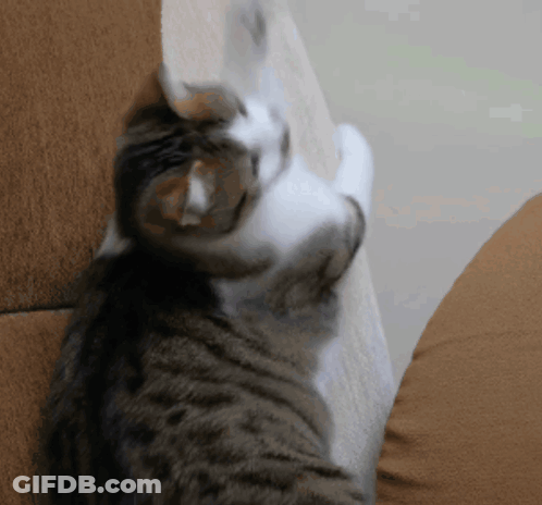 A Cat Is Scratching A Piece Of Paper On A Brown Couch GIF