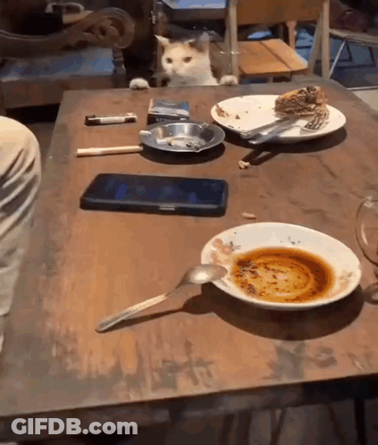 A Cat Is Sitting At A Table With A Plate Of Food And A Phone . GIF