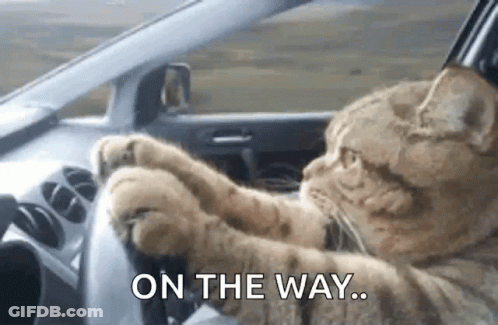 A Cat Is Sitting At The Steering Wheel Of A Car . GIF