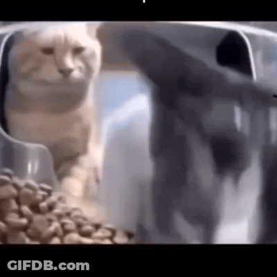 A Cat Is Sitting In A Bowl Of Cat Food . GIF