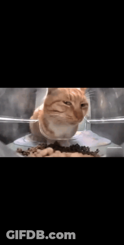 A Cat Is Sitting In A Bowl Of Food And Looking At The Camera GIF