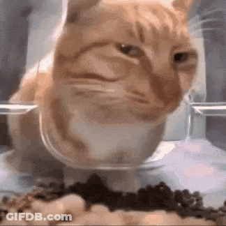 A Cat Is Sitting In A Bowl Of Food . GIF