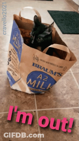A Cat Is Sitting In A Brown Bag That Says A2 Milk GIF
