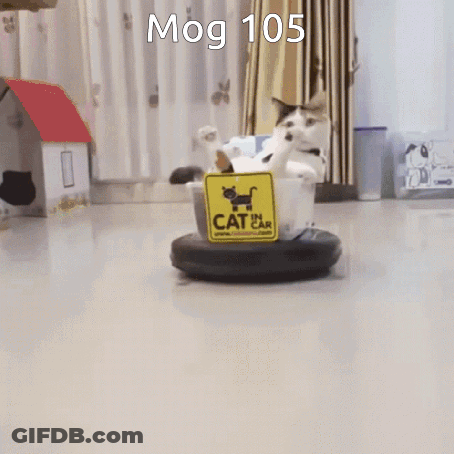 A Cat Is Sitting In A Bucket With A Cat Ear Sign On It GIF