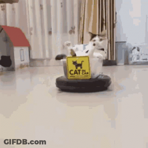 A Cat Is Sitting In A Bucket With A Sign That Says Cat Plus GIF