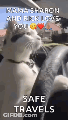 A Cat Is Sitting In A Car And Says Mama Sharon And Rick Love You Safe Travels . GIF