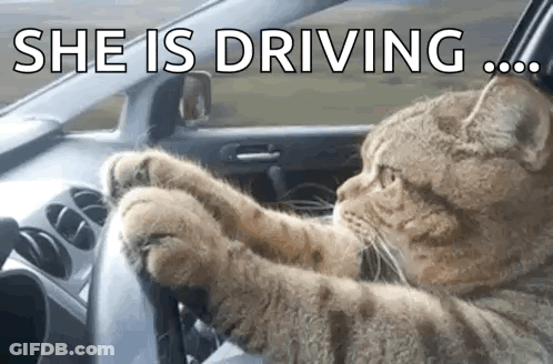 A Cat Is Sitting In A Car With Its Paws On The Steering Wheel . GIF