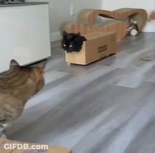 A Cat Is Sitting In A Cardboard Box On The Floor While Another Cat Looks On . GIF
