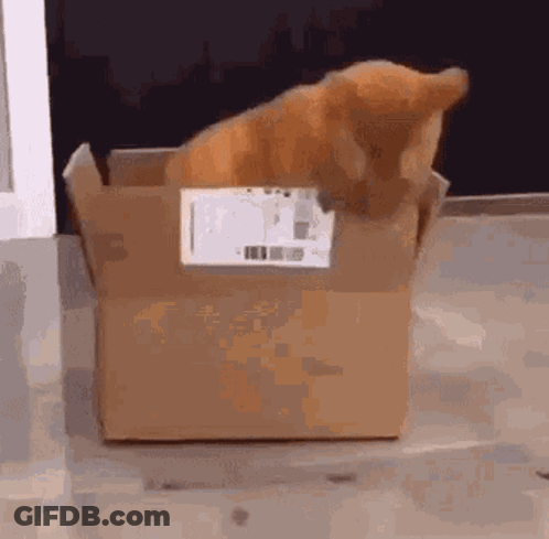 A Cat Is Sitting In A Cardboard Box With A Label That Says Usps On It GIF