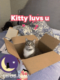 A Cat Is Sitting In A Cardboard Box With The Words Kitty Luvs U Written Above It GIF