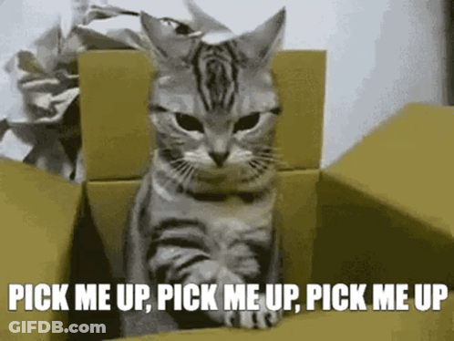 A Cat Is Sitting In A Cardboard Box With The Words Pick Me Up Pick Me Up Pick Me Up GIF