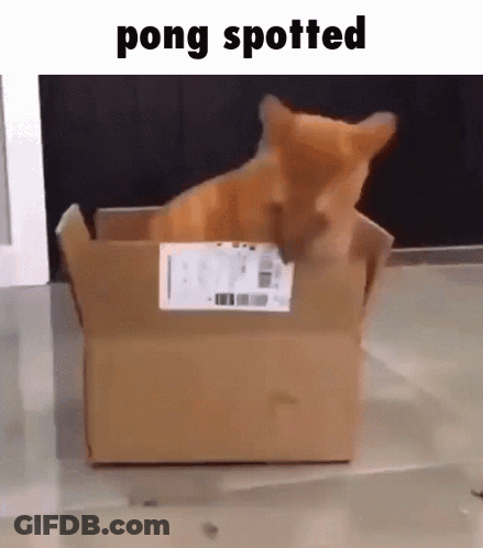 A Cat Is Sitting In A Cardboard Box With The Words Pong Spotted Written Above It . GIF