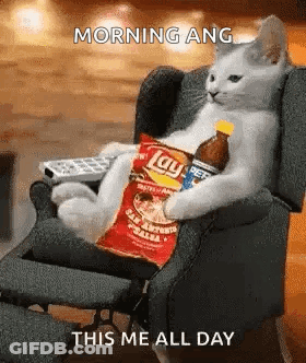 A Cat Is Sitting In A Chair With A Bag Of Chips And A Bottle Of Soda . GIF