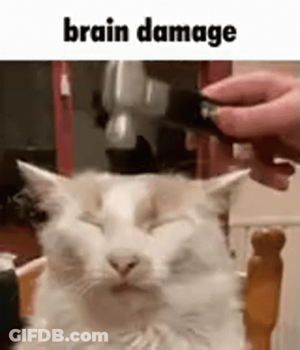 A Cat Is Sitting In A Chair With Its Eyes Closed While A Person Shaves Its Head With A Hair Dryer . GIF