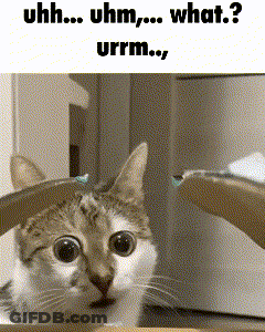 A Cat Is Sitting In A Chair With The Words Uhh Uhm What Urrm Written Below It GIF