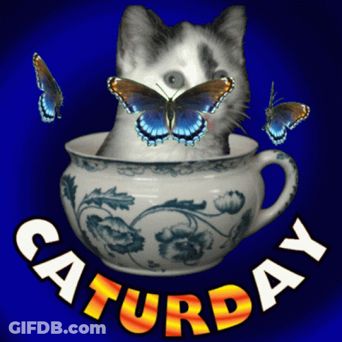 A Cat Is Sitting In A Cup With Butterflies Around It And The Words Saturday Written Below It GIF