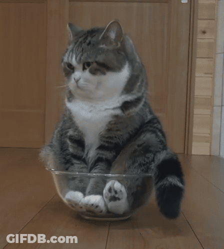 A Cat Is Sitting In A Glass Bowl On A Wood Floor GIF