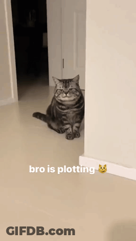 A Cat Is Sitting In A Hallway Next To A Wall With The Caption " Bro Is Plotting " GIF