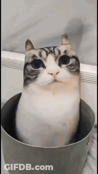 A Cat Is Sitting In A Pot With Its Head Sticking Out Of It . GIF