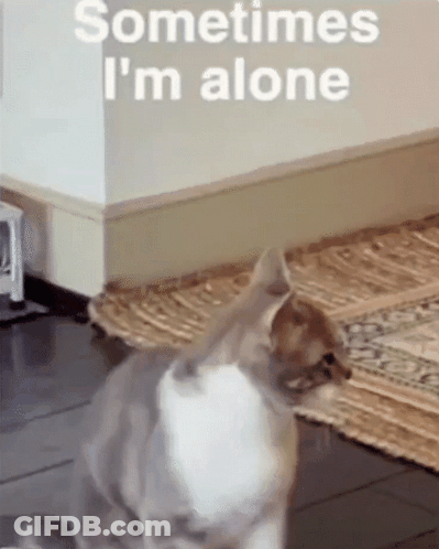 A Cat Is Sitting In A Room With The Words " Sometimes I 'M Alone " On The Wall GIF