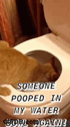 A Cat Is Sitting In A Toilet Bowl With The Words `` Someone Pooped In My Water Bowl Again '' Written On It . GIF