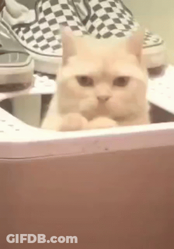 A Cat Is Sitting In A Washing Machine Next To A Pair Of Shoes . GIF