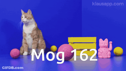 A Cat Is Sitting In Front Of A Blue Wall With The Words Mog 162 GIF