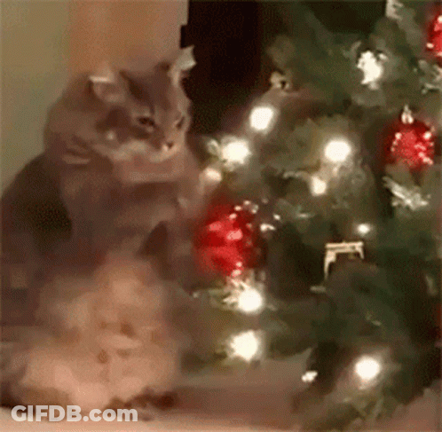 A Cat Is Sitting In Front Of A Christmas Tree . GIF