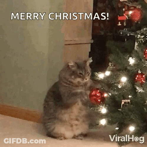 A Cat Is Sitting In Front Of A Christmas Tree With The Words Merry Christmas Written Above It GIF