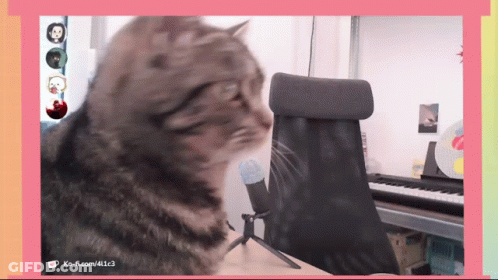 A Cat Is Sitting In Front Of A Keyboard And A Microphone With The Url Ko-R.com/411c3 Visible GIF