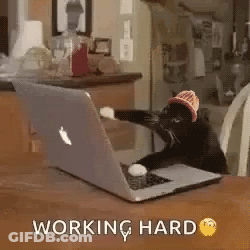 A Cat Is Sitting In Front Of A Laptop Computer . GIF